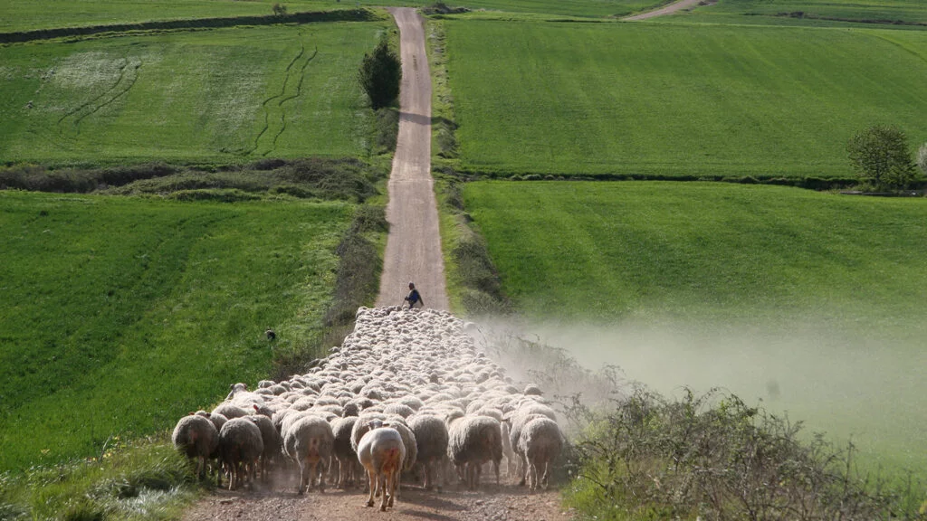 Primer Día Europeo de la Lana es el 9 de Abril de 2021