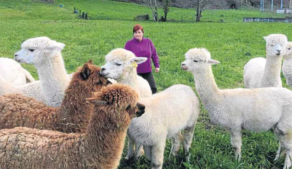 Prendas hechas con lana de Alpaca en Guriezo Cantabria